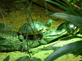 Крокодиловый кайман