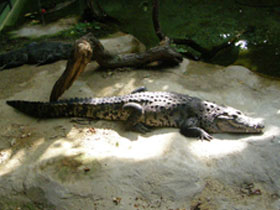 Смотреть фото Нильский крокодил Фото Нильский крокодил