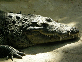 Смотреть фото Нильский крокодил Фото Нильский крокодил