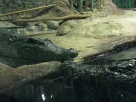 Смотреть фото Сиамский крокодил Фото Сиамский крокодил