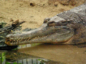 Смотреть фото Гавиаловый крокодил Фото Гавиаловый крокодил