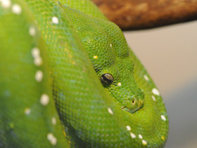 Зеленый питон Зеленый питон