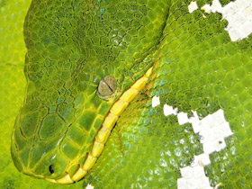 Собакоголовый удав