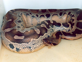 Смотреть фото Самые прожорливые животные Фото Самые прожорливые животные