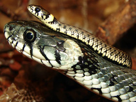 Обыкновенный уж