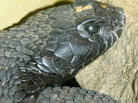 Фото Ошейниковая кобра