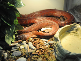 Смотреть фото Красная плюющаяся кобра Фото Красная плюющаяся кобра