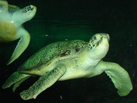 Зелёная черепаха Зелёная черепаха