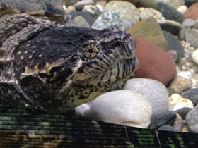 Смотреть фото Каймановая черепаха Фото Каймановая черепаха