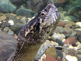 Смотреть фото Каймановая черепаха Фото Каймановая черепаха