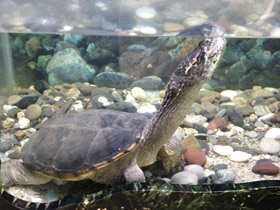 Смотреть фото Каймановая черепаха Фото Каймановая черепаха