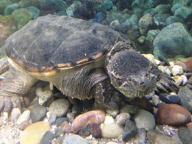 Смотреть фото Каймановая черепаха Фото Каймановая черепаха