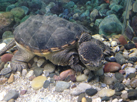 Смотреть фото Каймановая черепаха Фото Каймановая черепаха