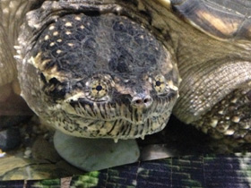 Смотреть фото Каймановая черепаха Фото Каймановая черепаха