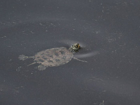 Смотреть фото Географическая горбатая черепаха Фото Географическая горбатая черепаха