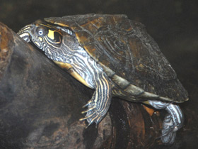 Смотреть фото Терекай Фото Терекай