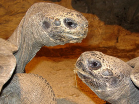 Слоновая черепаха