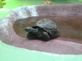 Смотреть фото Слоновая черепаха Фото Слоновая черепаха