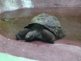 Смотреть фото Слоновая черепаха Фото Слоновая черепаха