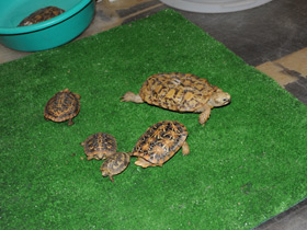 Смотреть фото Эластичная черепаха Фото Эластичная черепаха