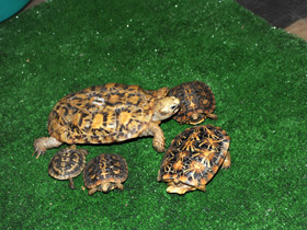 Смотреть фото Эластичная черепаха Фото Эластичная черепаха